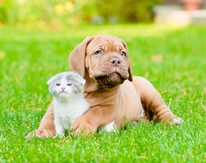 Puppy and Kitten Wellness